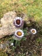 Image of Erigeron eriocalyx (Ledeb.) Vierhapper