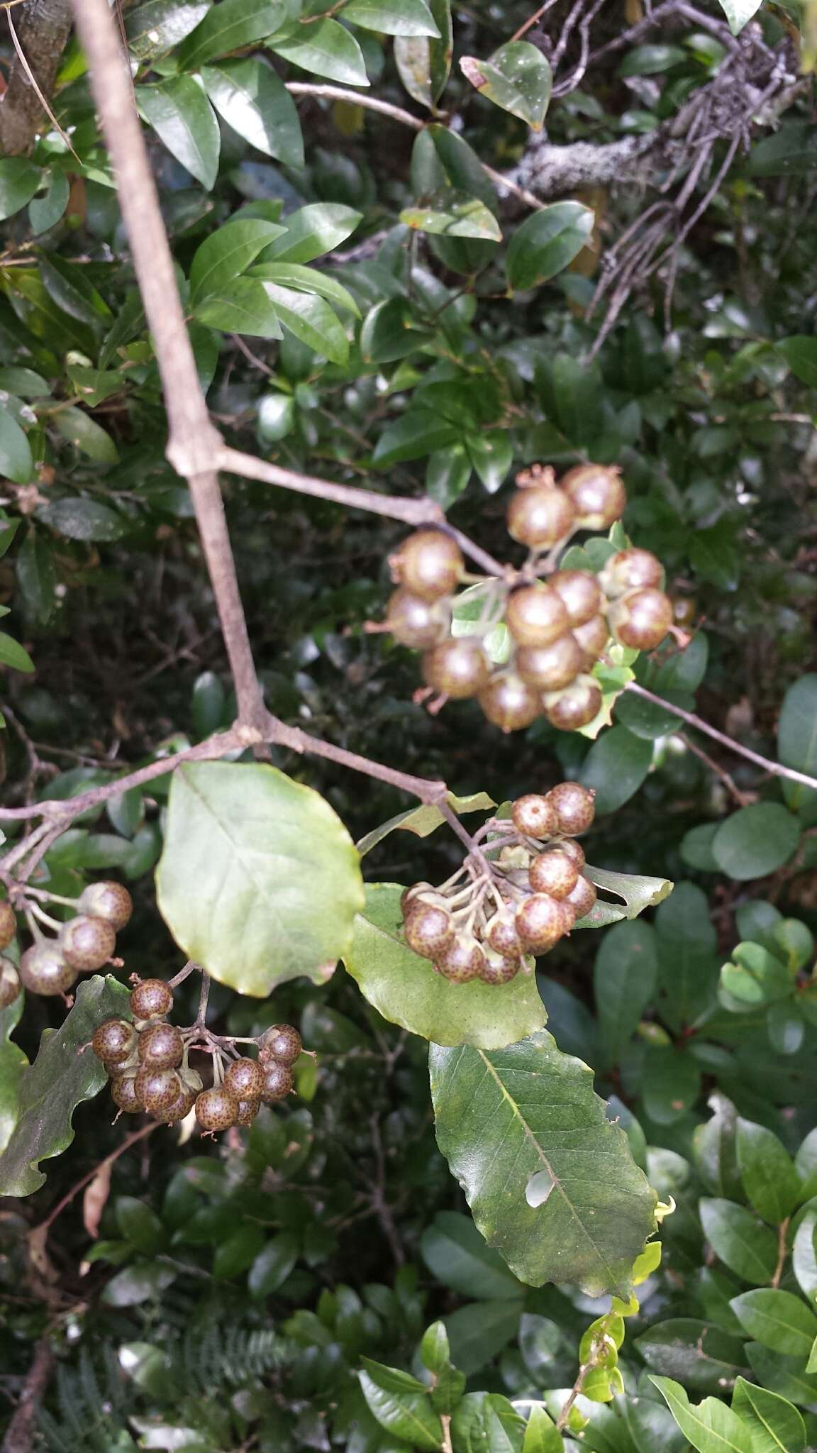 Image of Psorospermum androsaemifolium Baker