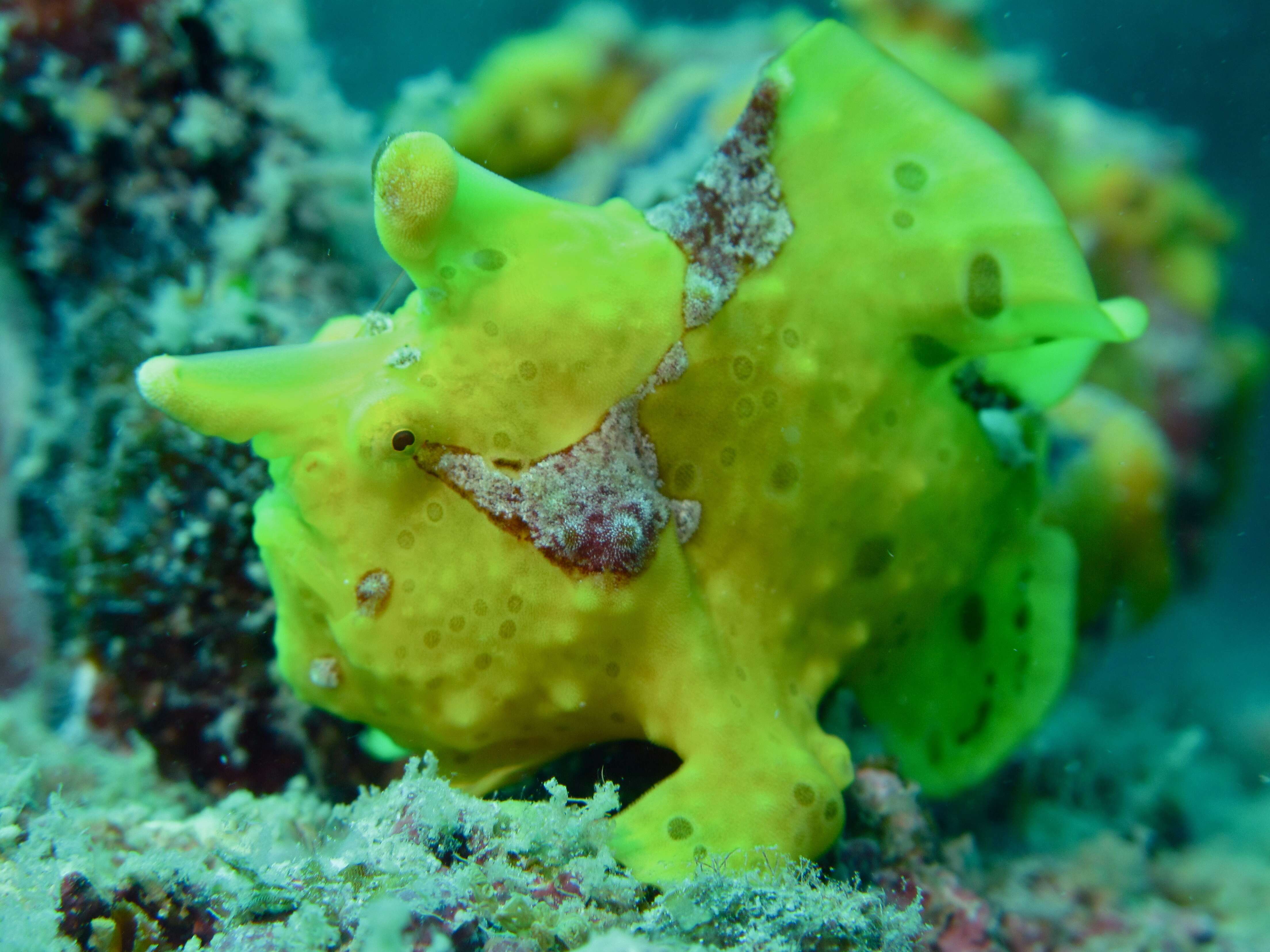 Image of Wartskin anglerfish