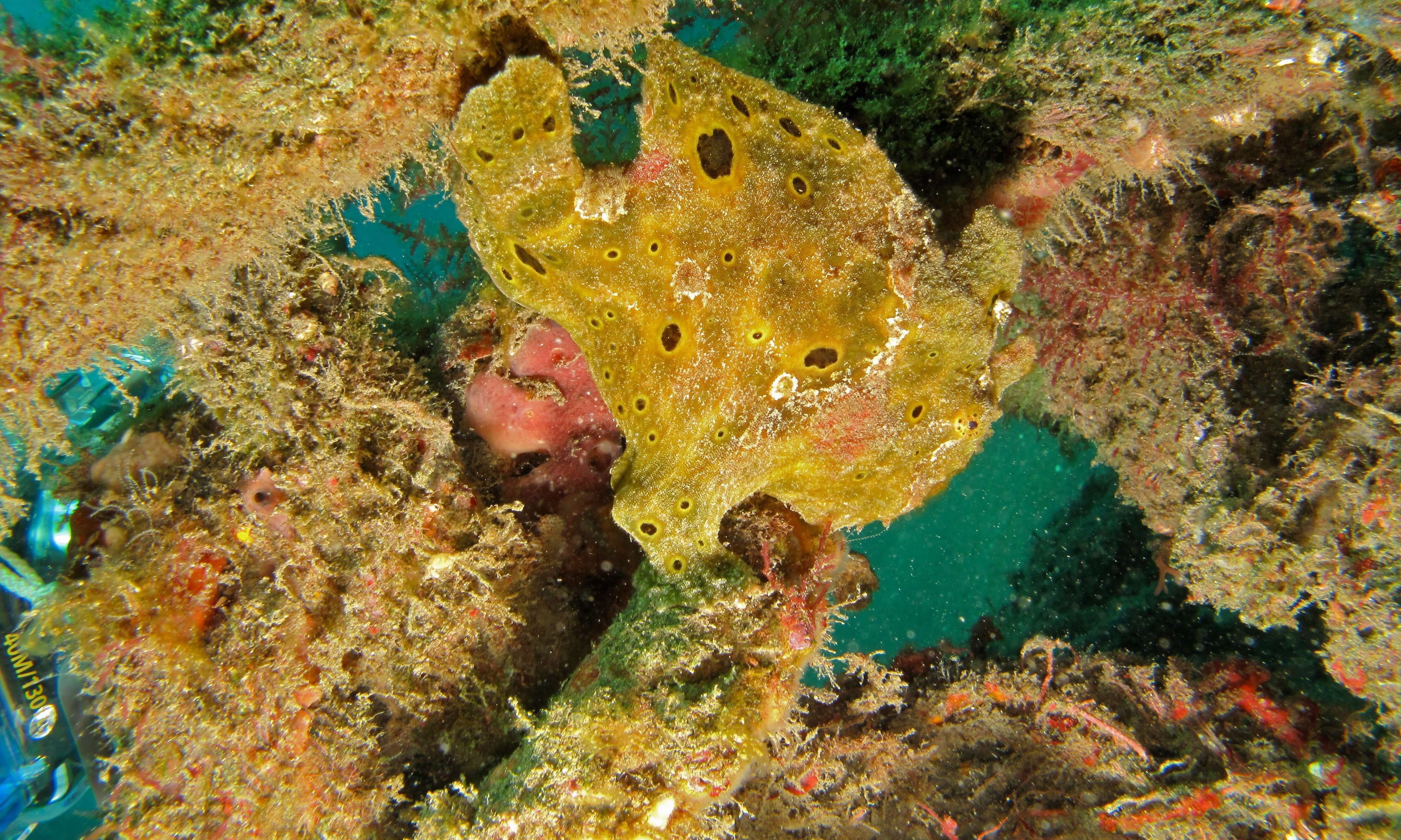 Image of Big-spot Angler