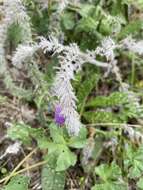 Echium vulgare subsp. pustulatum (Sm.) E. Schmid & Gams的圖片