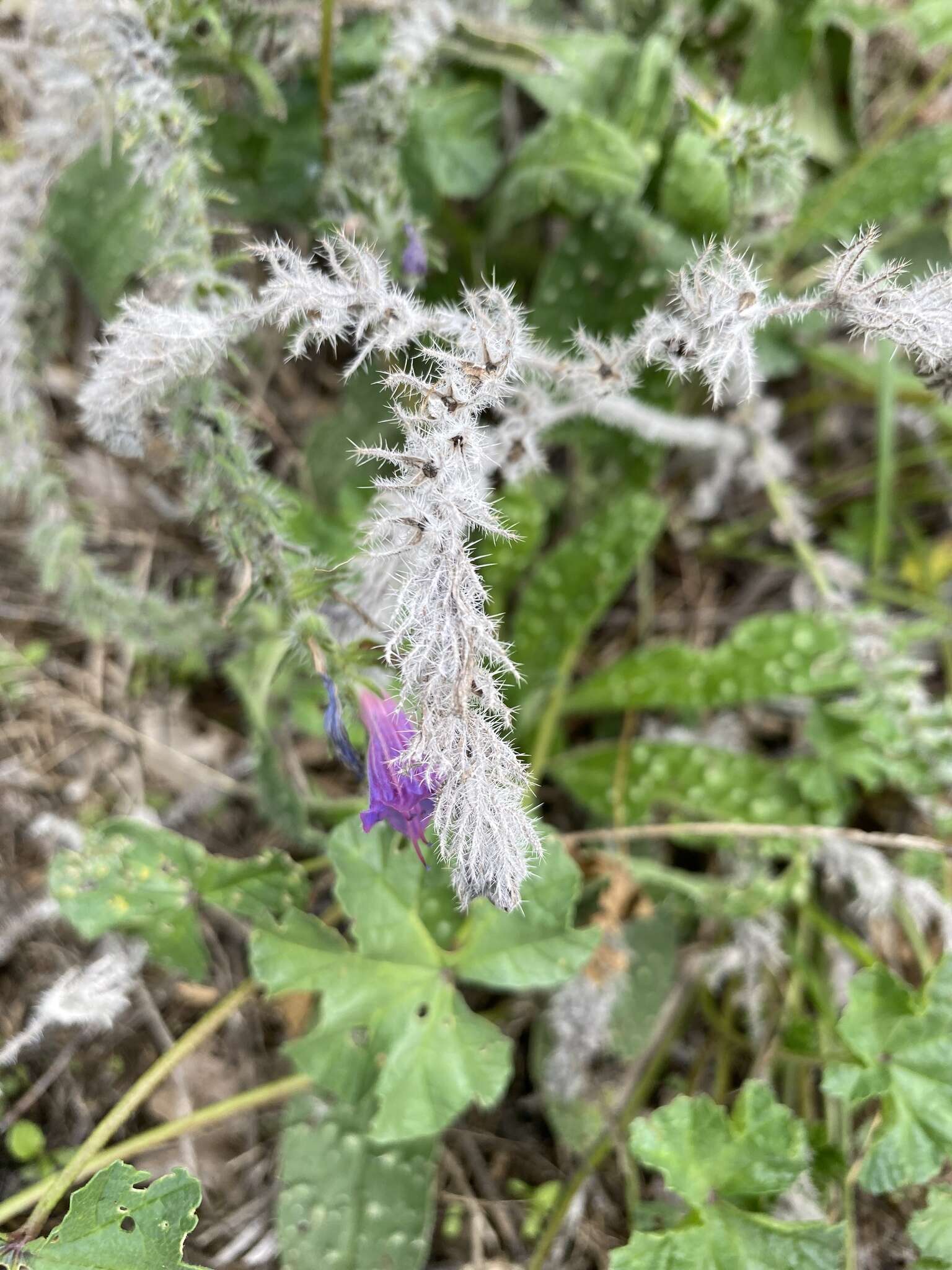 Echium vulgare subsp. pustulatum (Sm.) E. Schmid & Gams的圖片