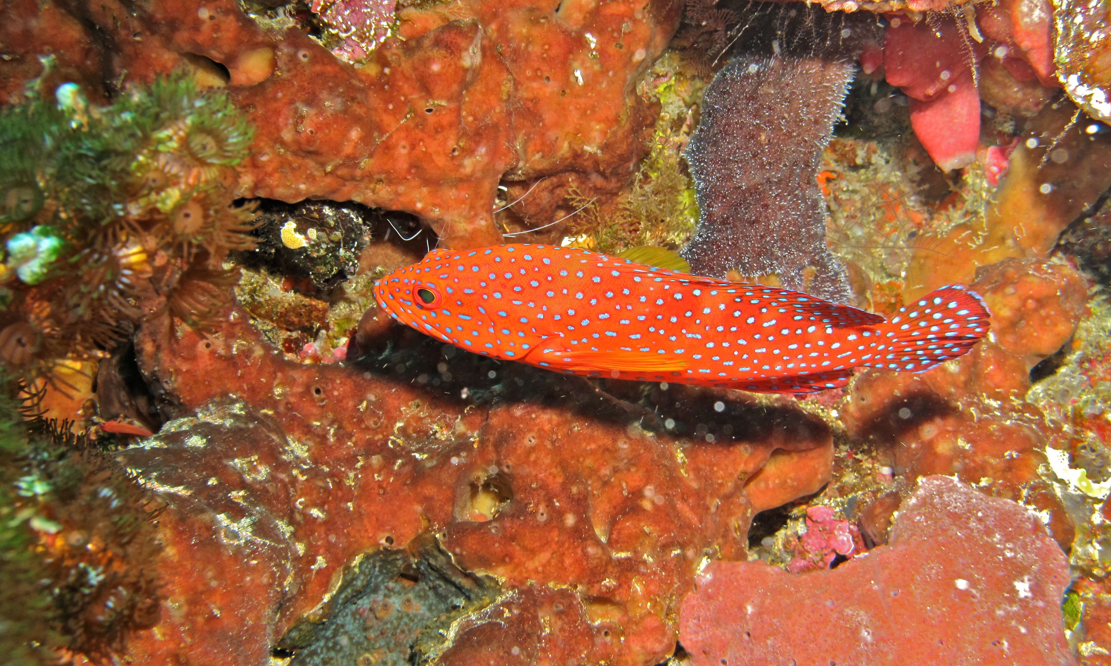 Image of Coral Hind