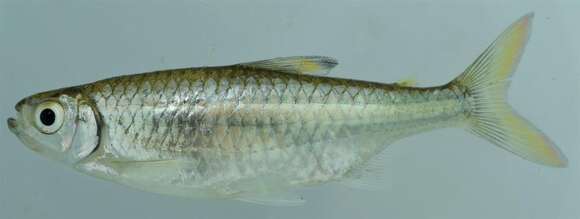 Image of Sharptooth tetra