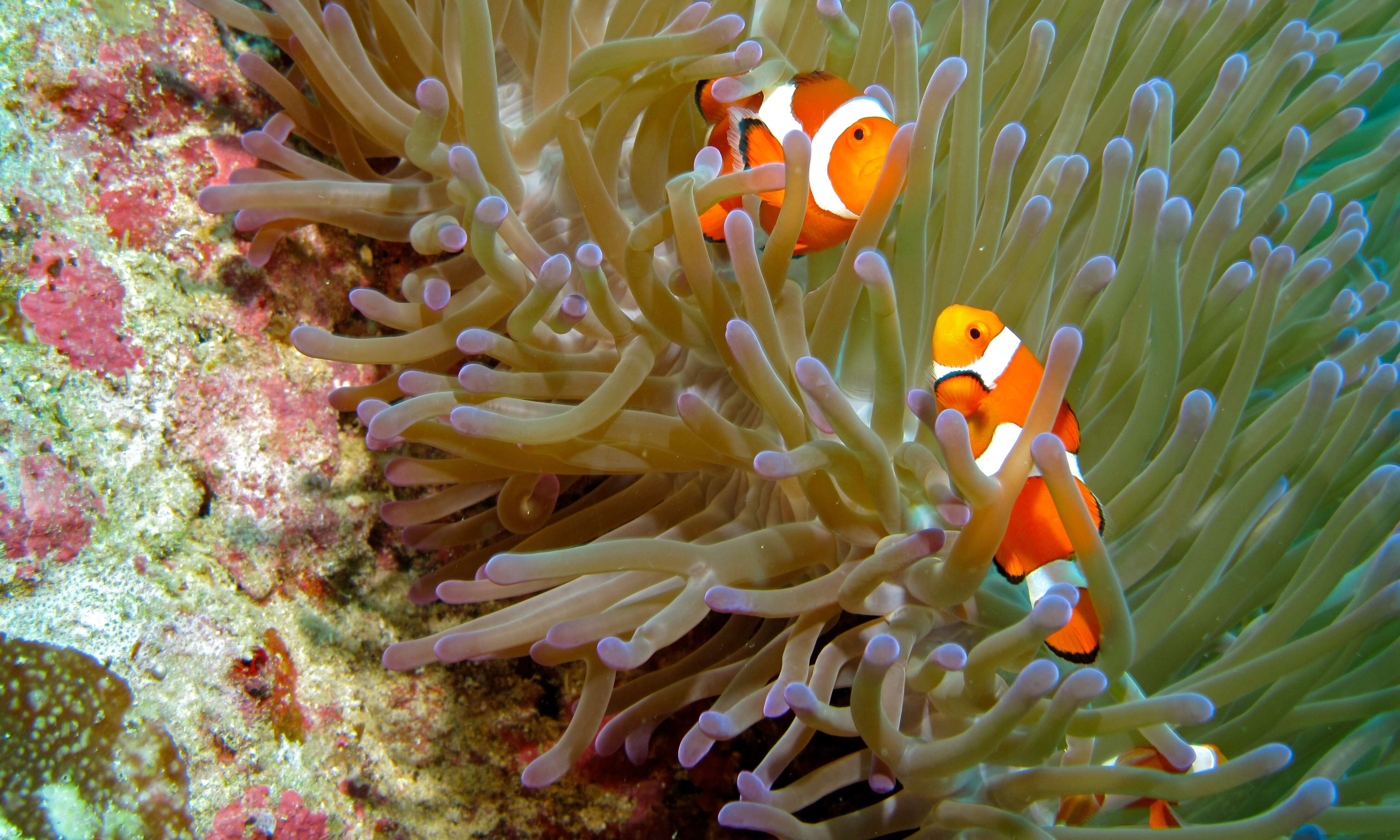 Image of Common clownfish