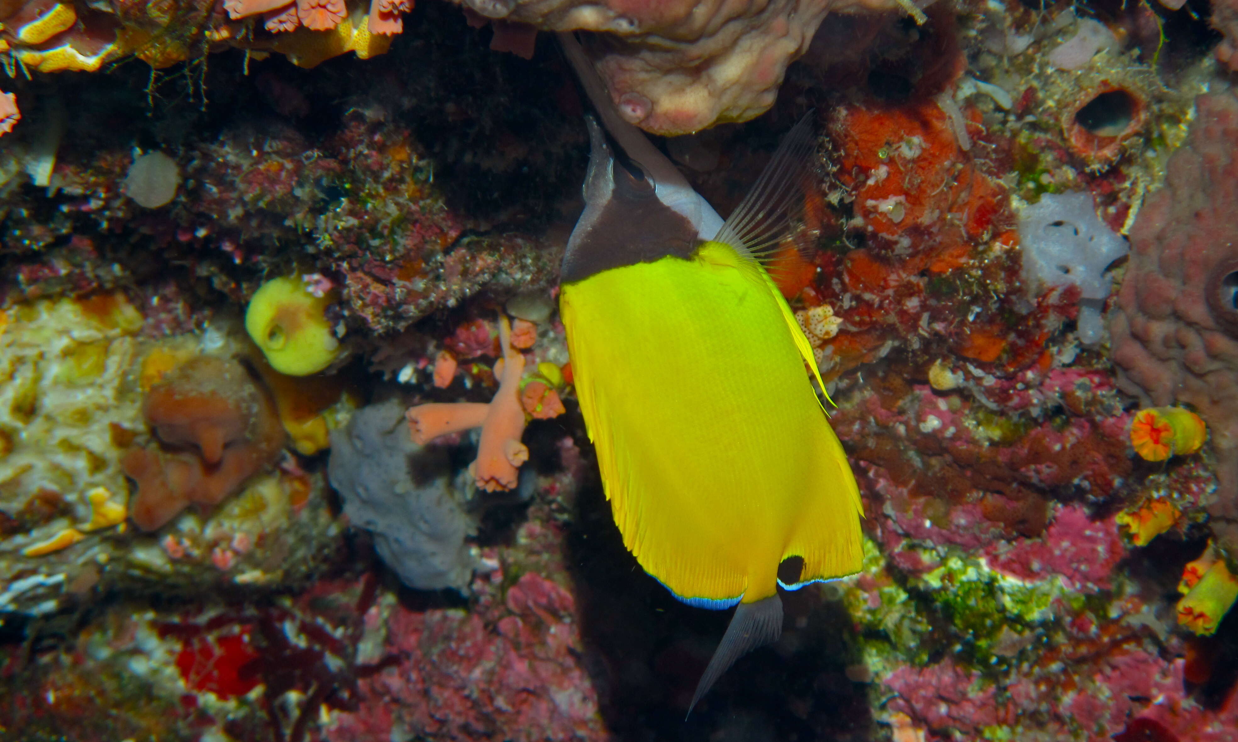 Image of Big long-nosed Butterflyfish