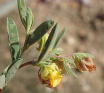 Image of Hermannia lavandulifolia L.