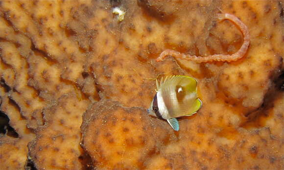 Image of Blacklip Butterflyfish