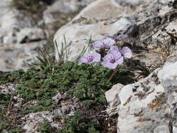 Sivun Erodium saxatile Pau kuva