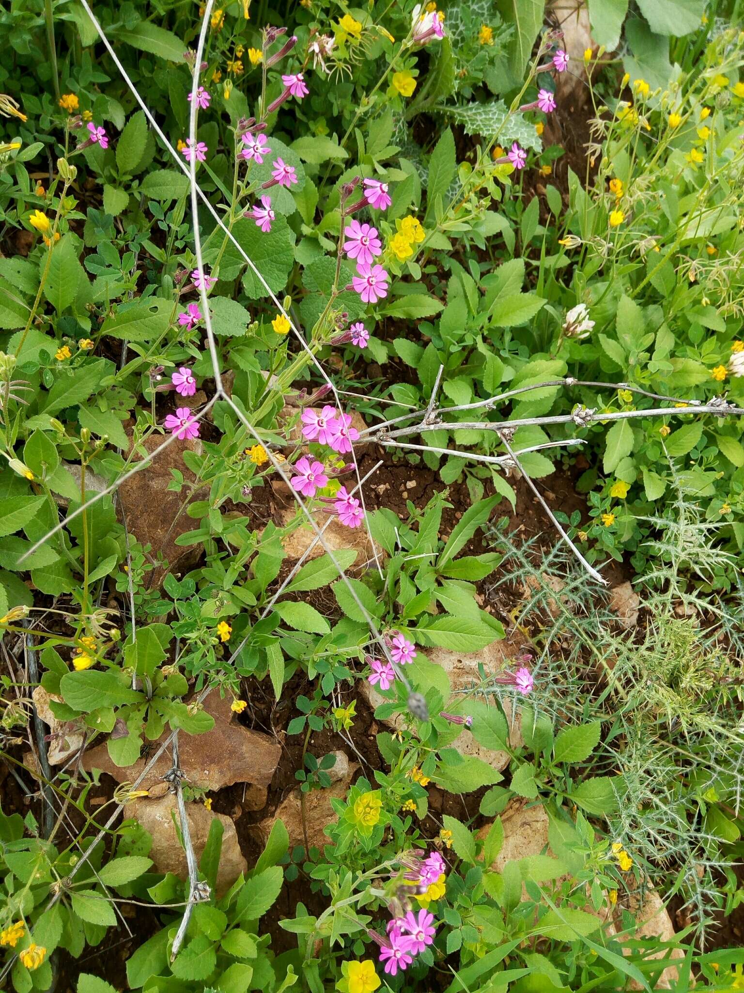 Image of Silene colorata Poir.