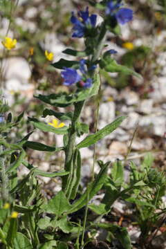 Echium vulgare subsp. vulgare resmi