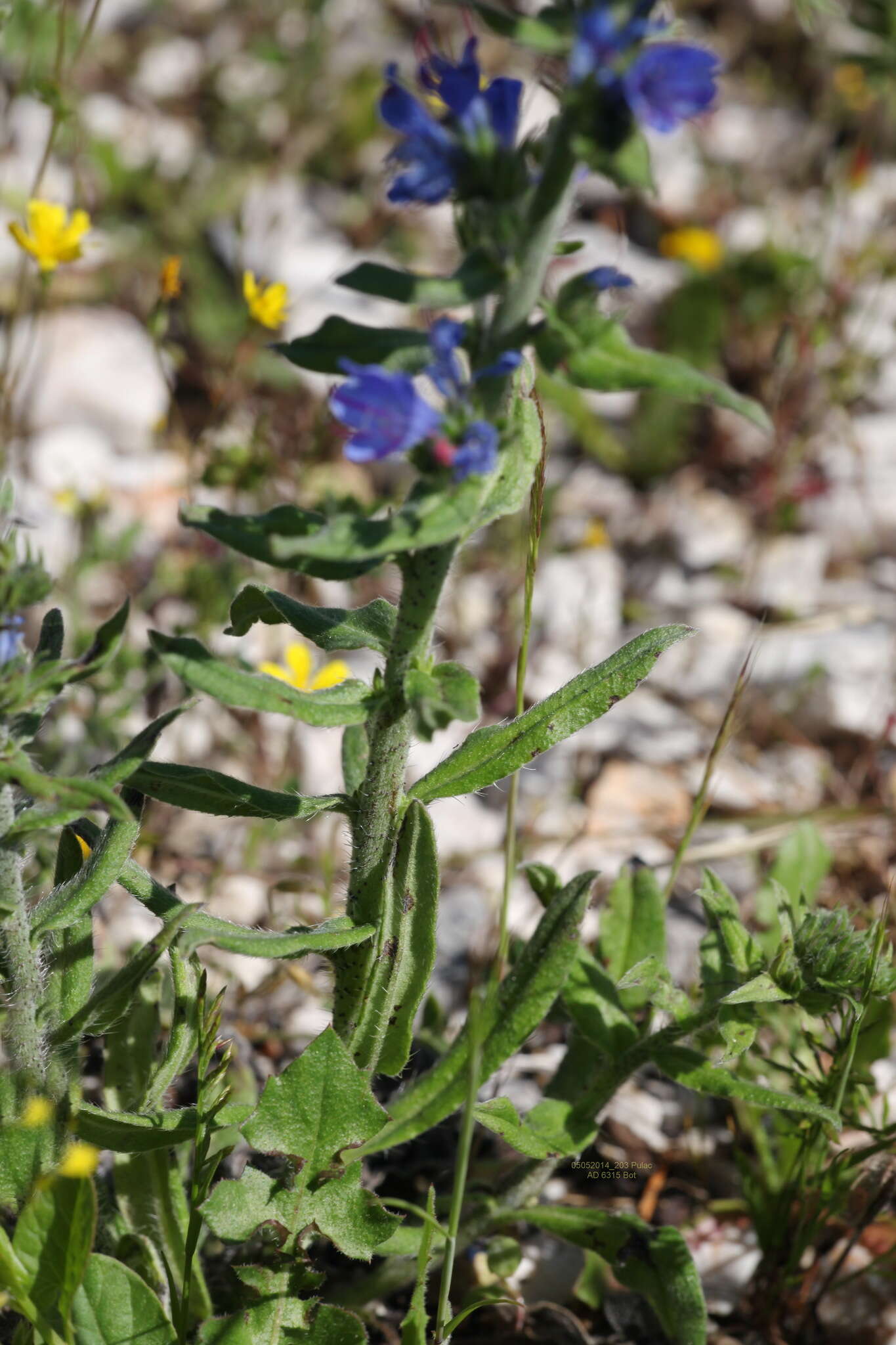 Echium vulgare subsp. vulgare的圖片