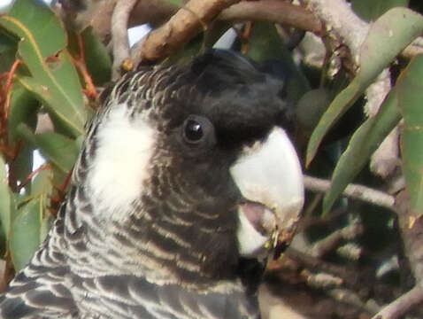 Image de Cacatoès de Baudin