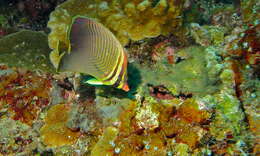 Image of Eastern Triangle Butterflyfish