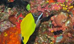 Image of Big long-nosed Butterflyfish