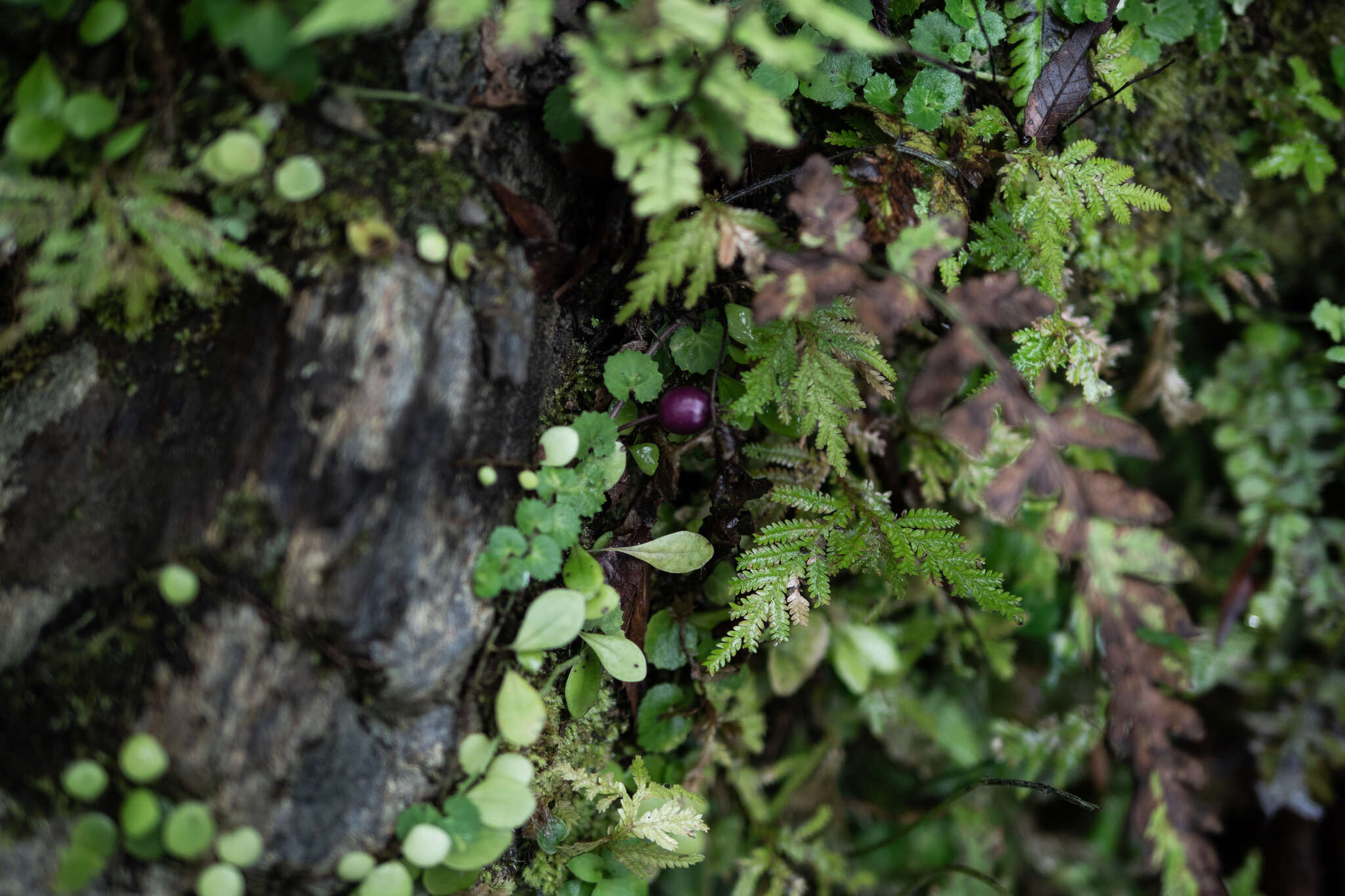 Imagem de Lobelia nummularia Lam.