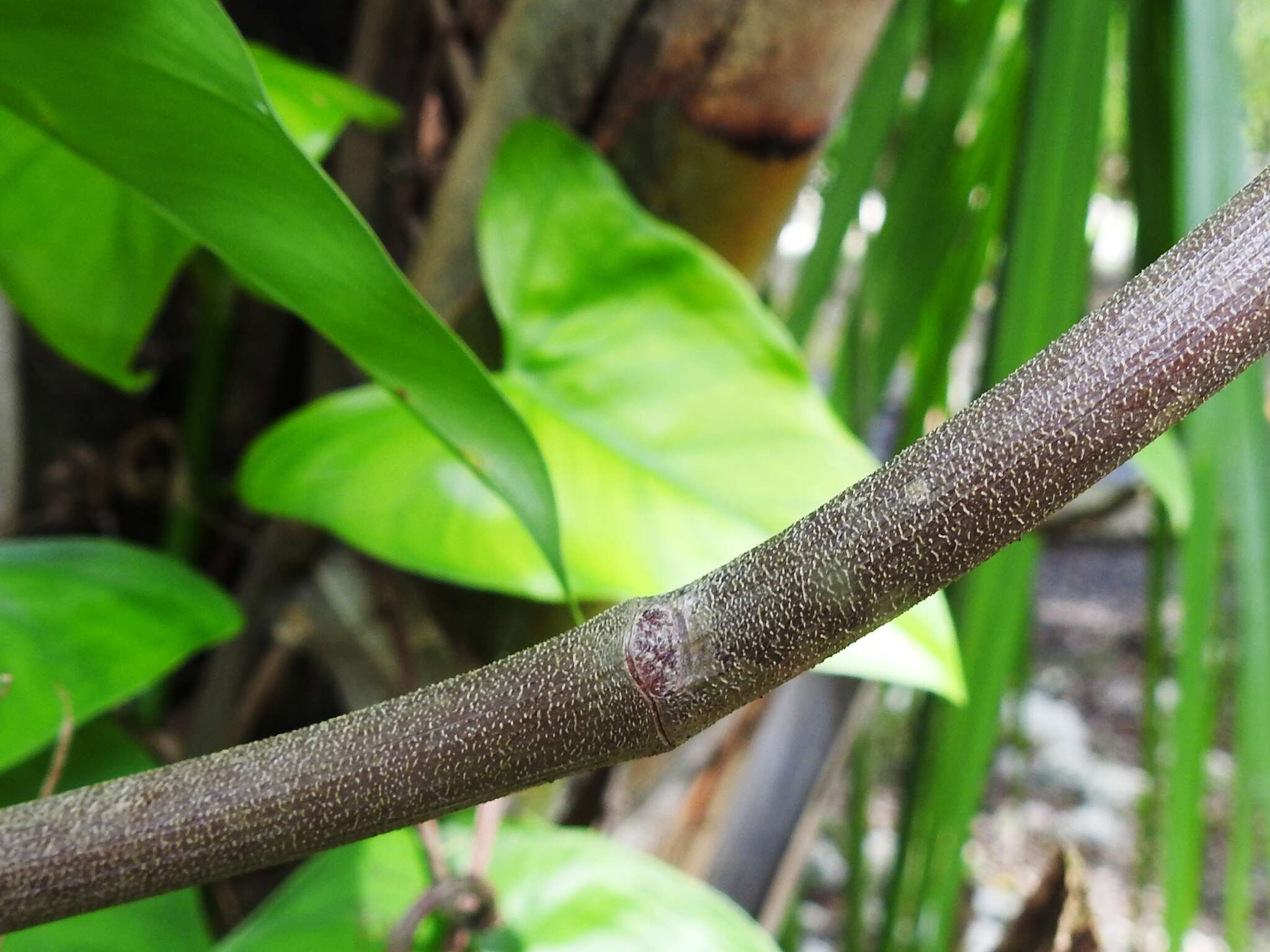 Philodendron jacquinii Schott的圖片