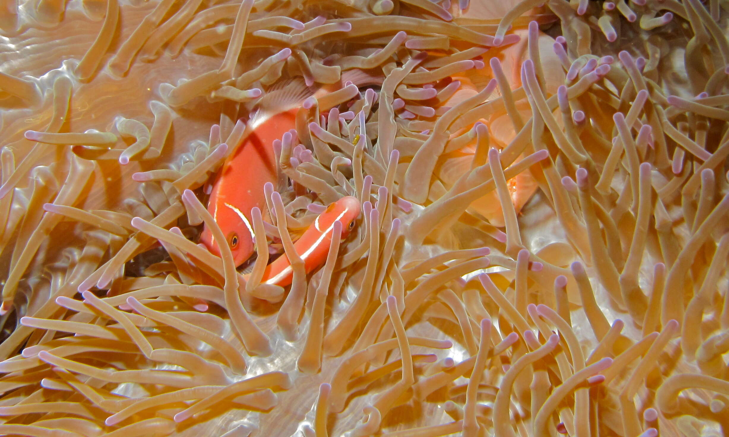 Image of Pink anemonefish