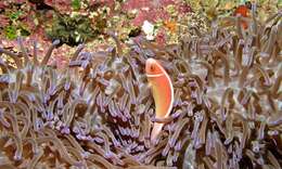 Image of Pink anemonefish