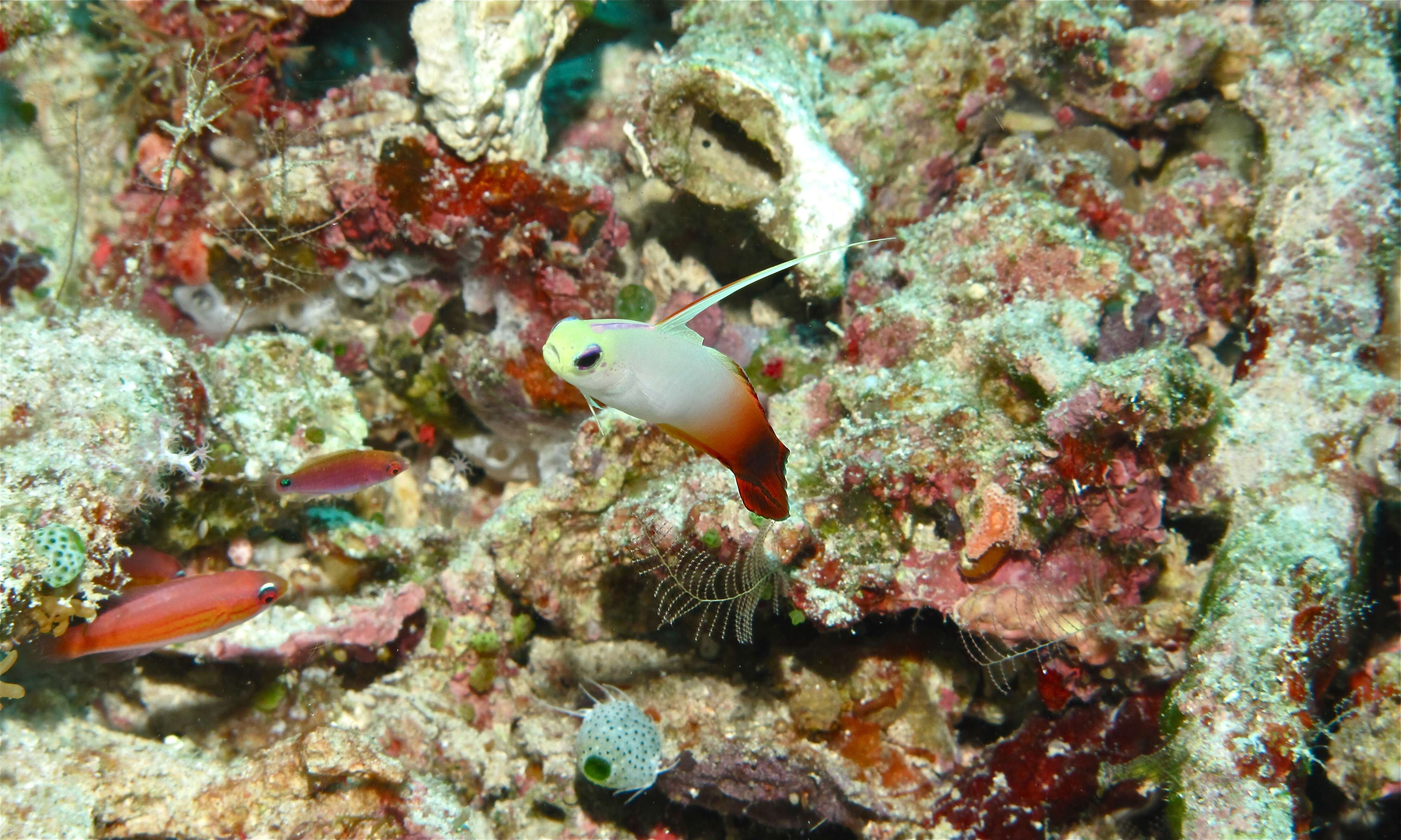 Image of Fire Dartfish