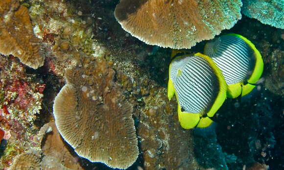 Image of Black-back Butterflyfish