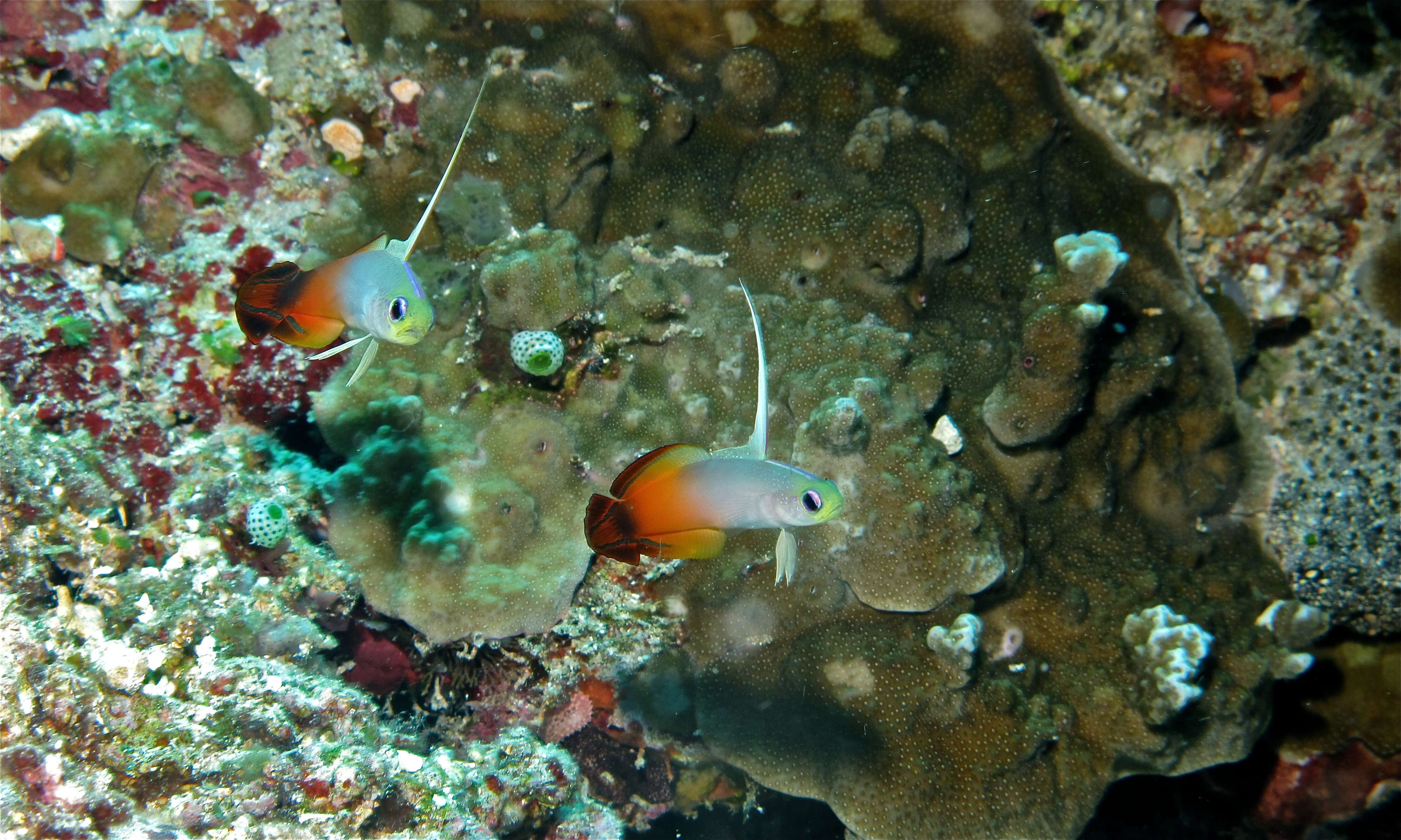 Image of Fire Dartfish