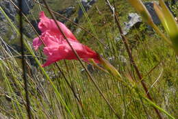 Image de Gladiolus crispulatus L. Bolus