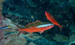 Image of Blue diesel wrasse