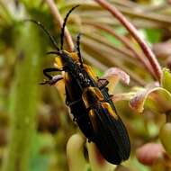 Sivun Lyconotus lateralis (Melsheimer 1846) kuva