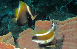 Image of Horned Bannerfish