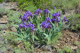 Image of Iris glaucescens Bunge