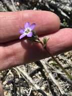 Image of Nevada gilia