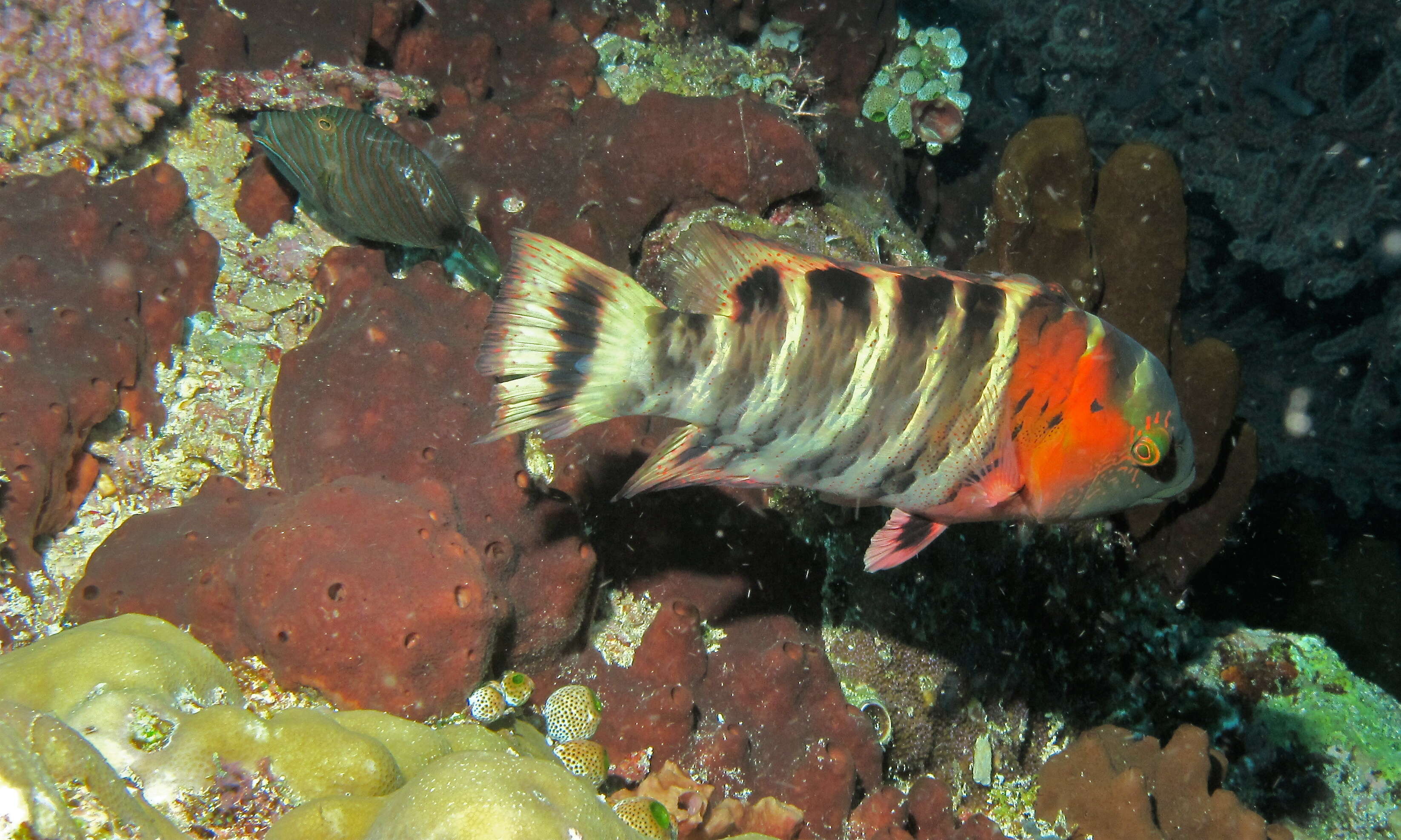 Cheilinus fasciatus (Bloch 1791) resmi