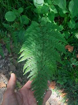 Image of Dryopteris inaequalis (Schltdl.) O. Kuntze