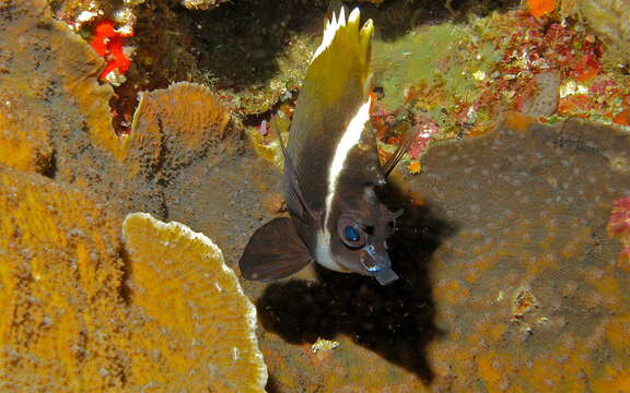 Image of Horned Bannerfish