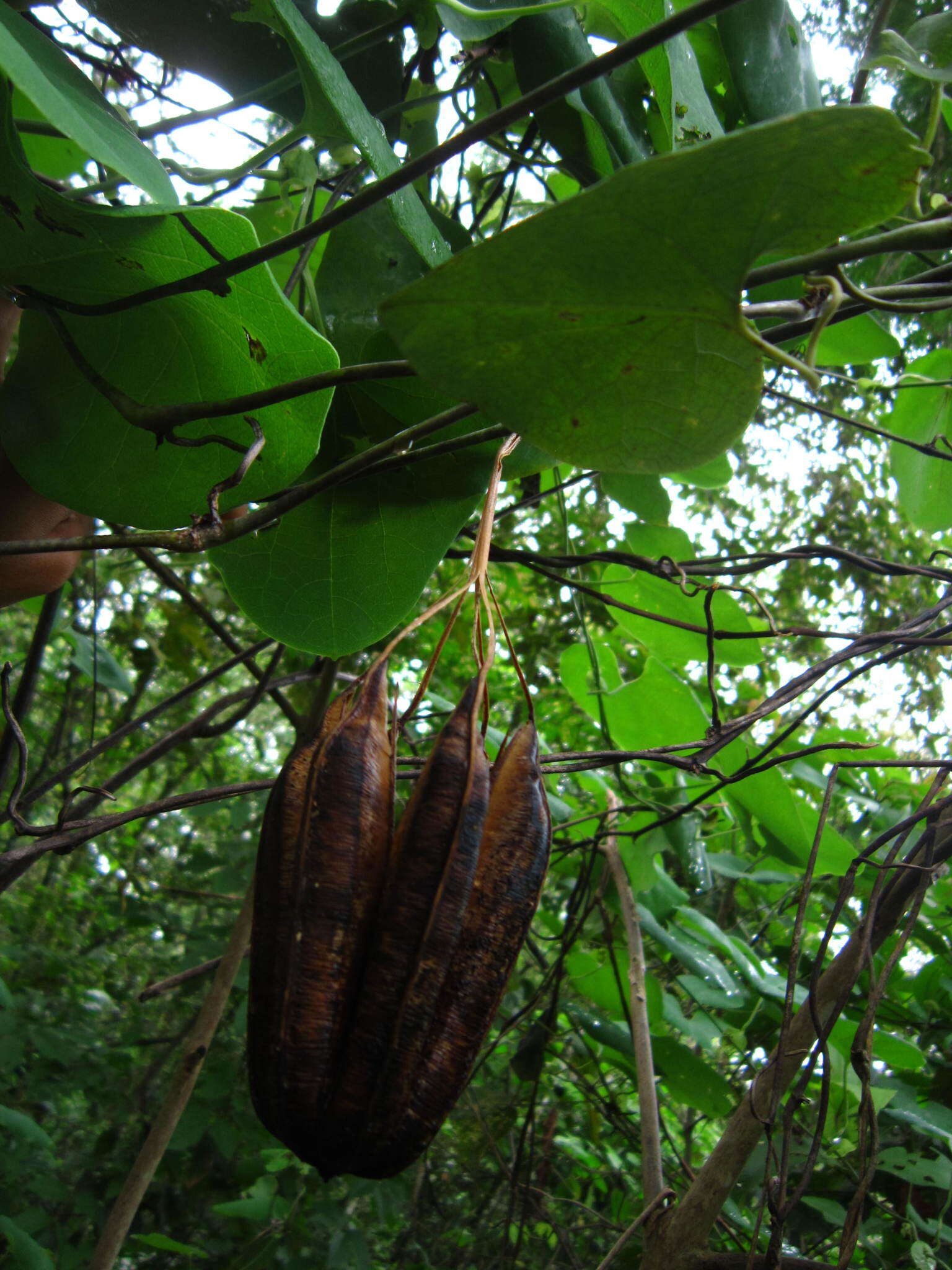 Image de Aristolochia ringens Vahl