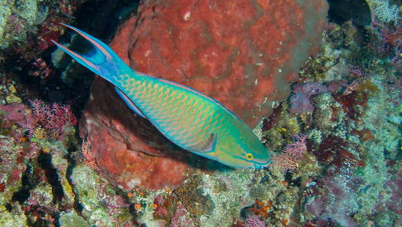 Image de Perroquet Tricolore