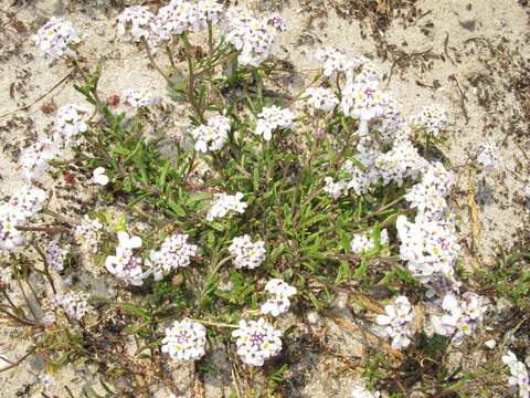 Plancia ëd Iberis procumbens Lange