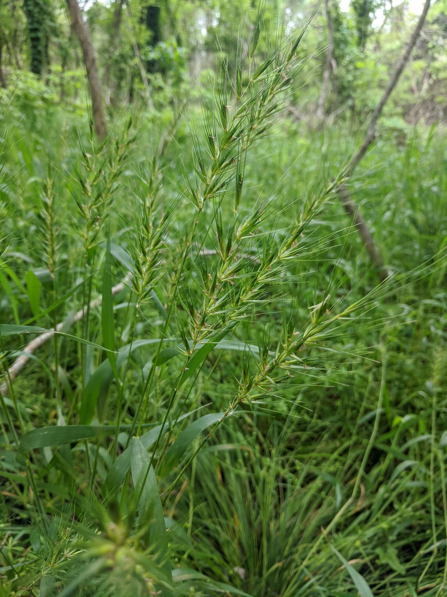 Imagem de Elymus macgregorii R. E. Brooks & J. J. N. Campb.