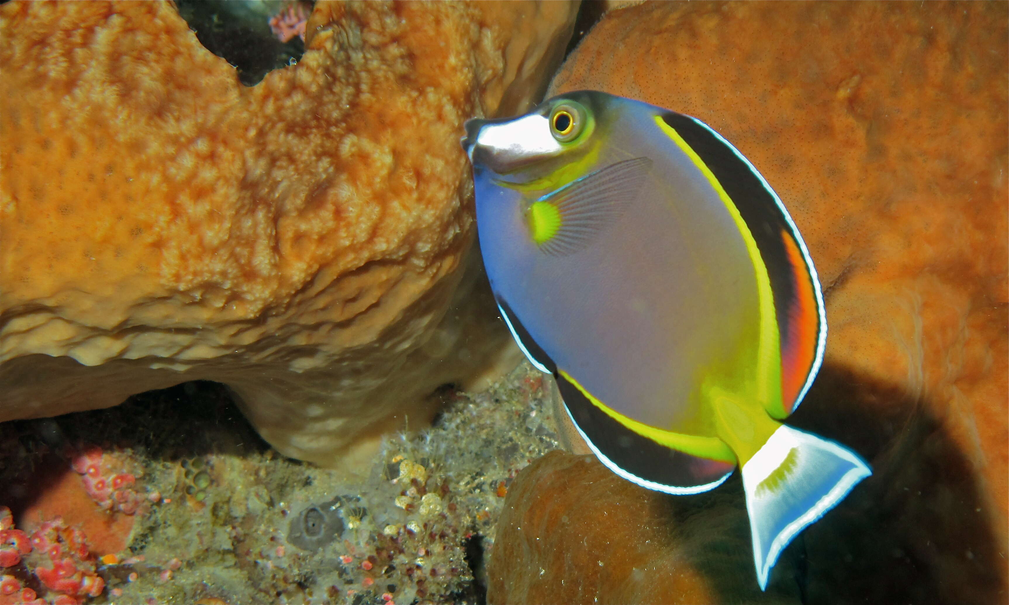 Image of Japan surgeonfish