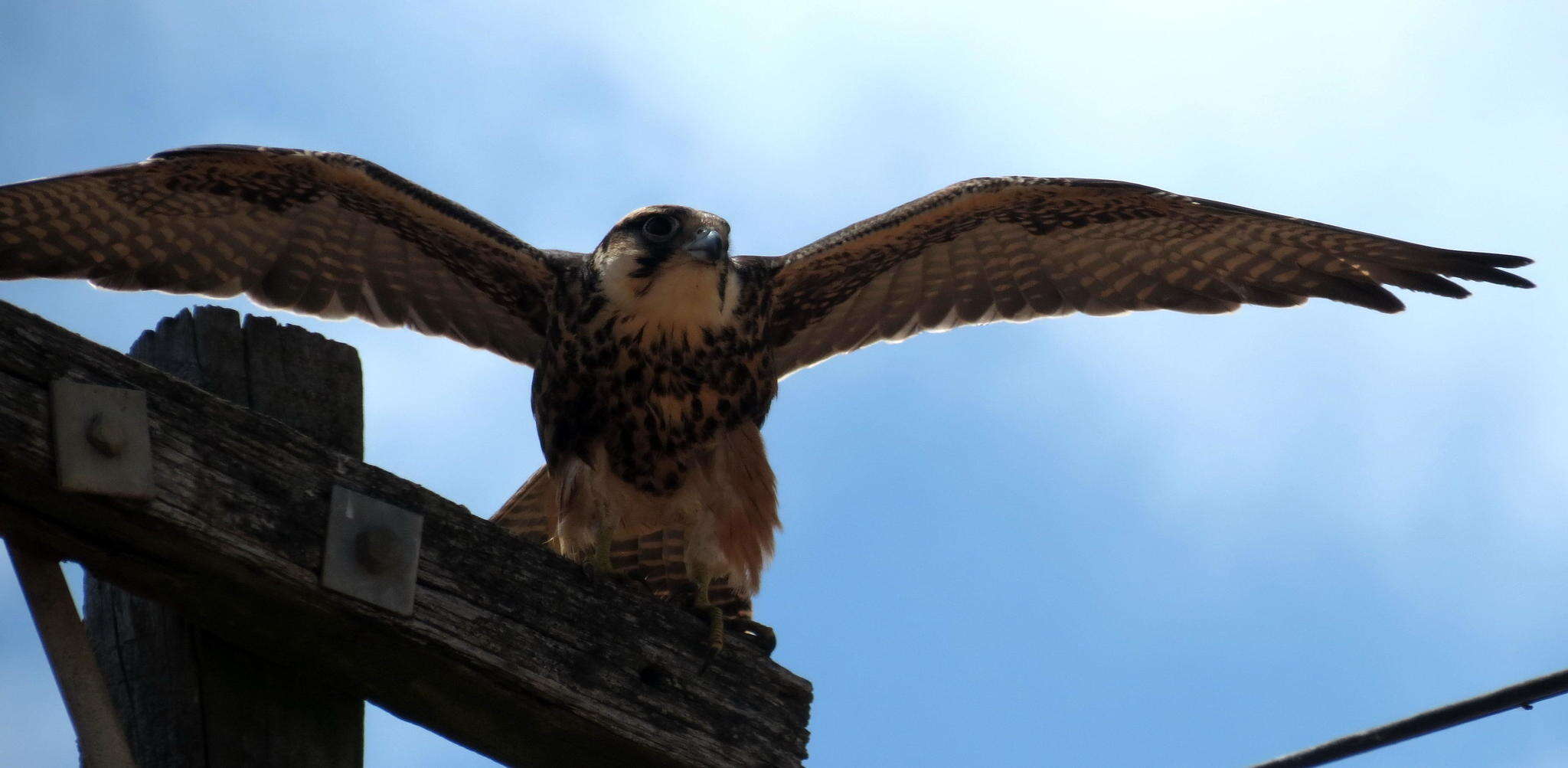 Image of Lanner Falcon