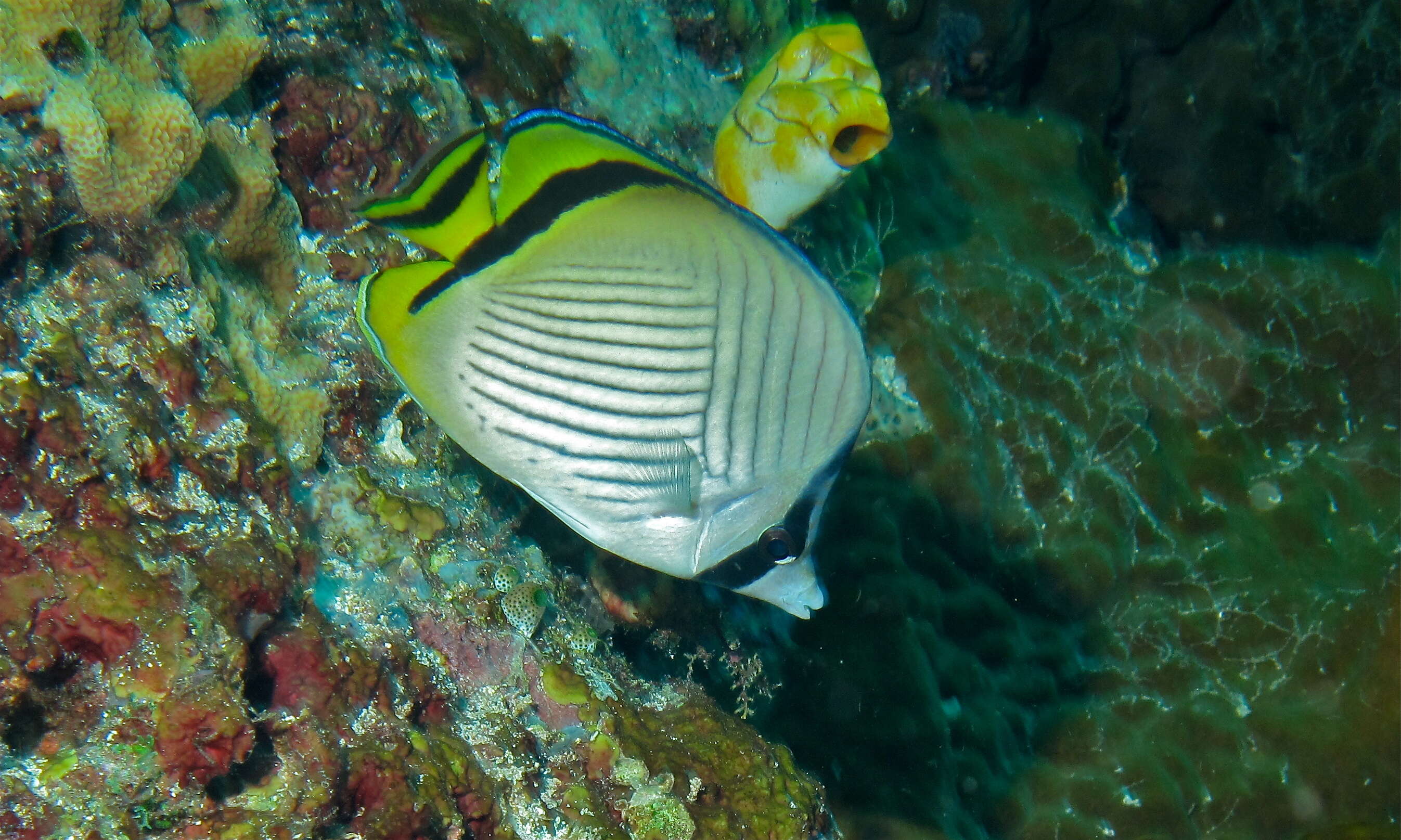 Image of Butterfly fish