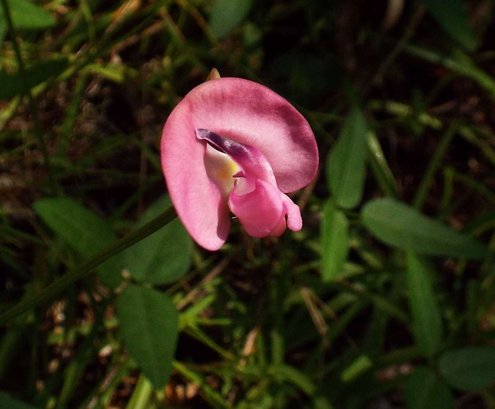 Слика од Strophostyles umbellata (Willd.) Britton