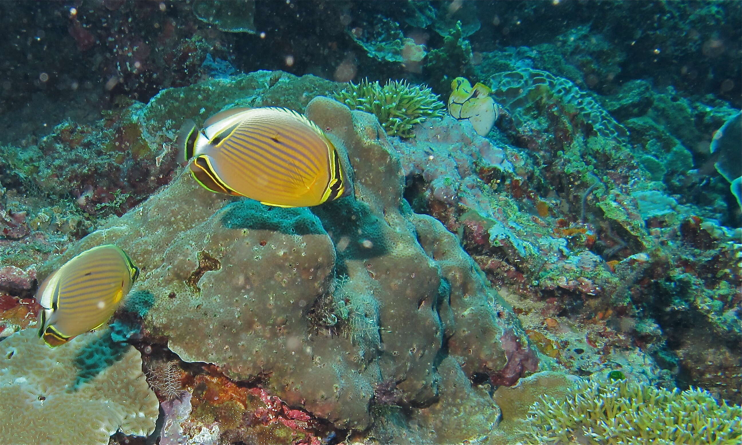 Image of Lineated Butterflyfish