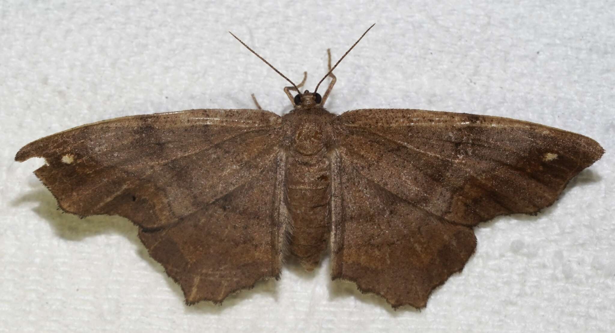 Image of Esther Moth