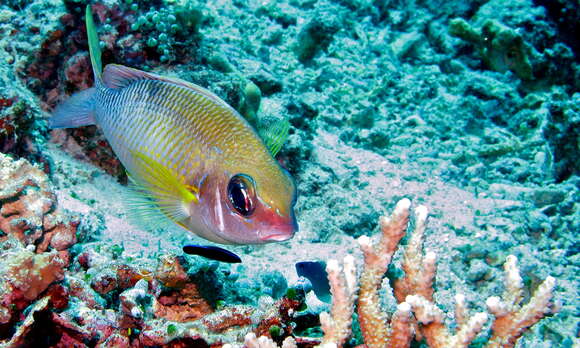 Image of Pearly monocle bream