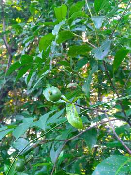 Image of Alibertia edulis (Rich.) A. Rich. ex DC.