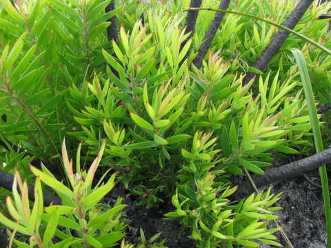 Image of Common Sunshine Conebush