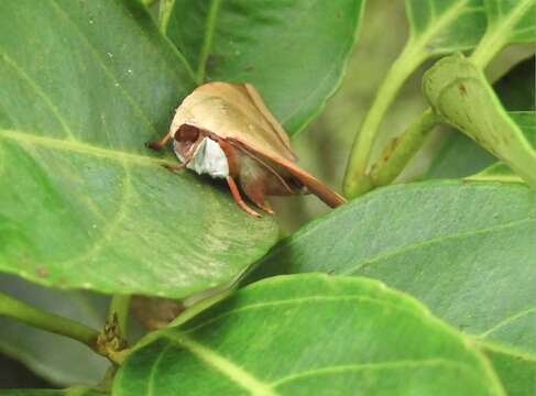 Image of Carea varipes Walker 1856