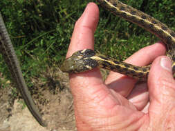 Image of Checkered Garter Snake